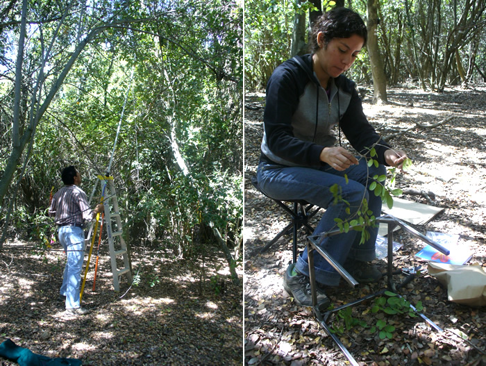 Semi-destructive sampling to determine leaf area index to be compared with indirect measurements of leaf area using a ceptometer