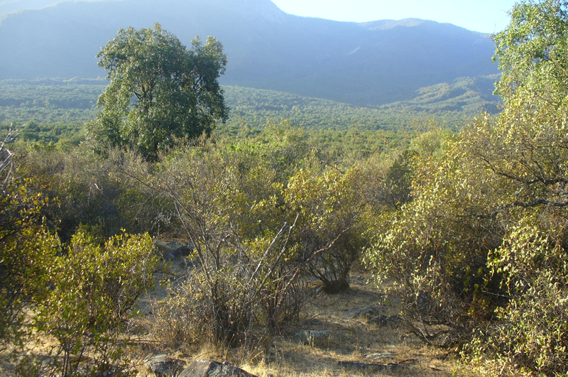 Quillaja saponaria (Quillay) as the dominant tree specie with a dense shrub cover of Colliguaya odorifera (Colliguay) and Trevoa trinervis (Trevo)